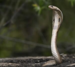 hogyan mozognak a kigyok