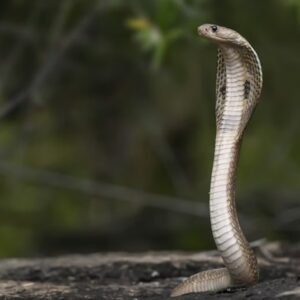 hogyan mozognak a kigyok