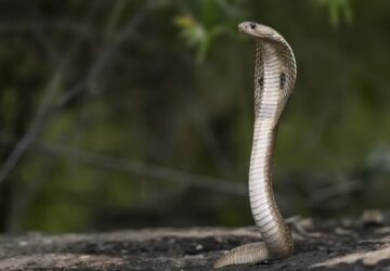 hogyan mozognak a kigyok