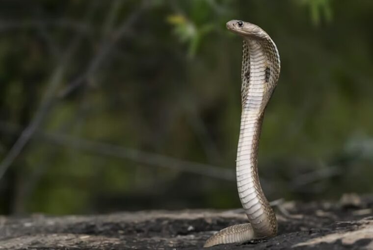hogyan mozognak a kigyok