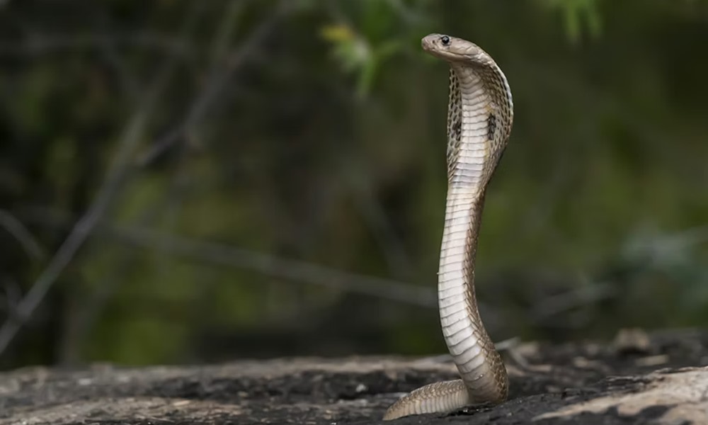 hogyan mozognak a kigyok