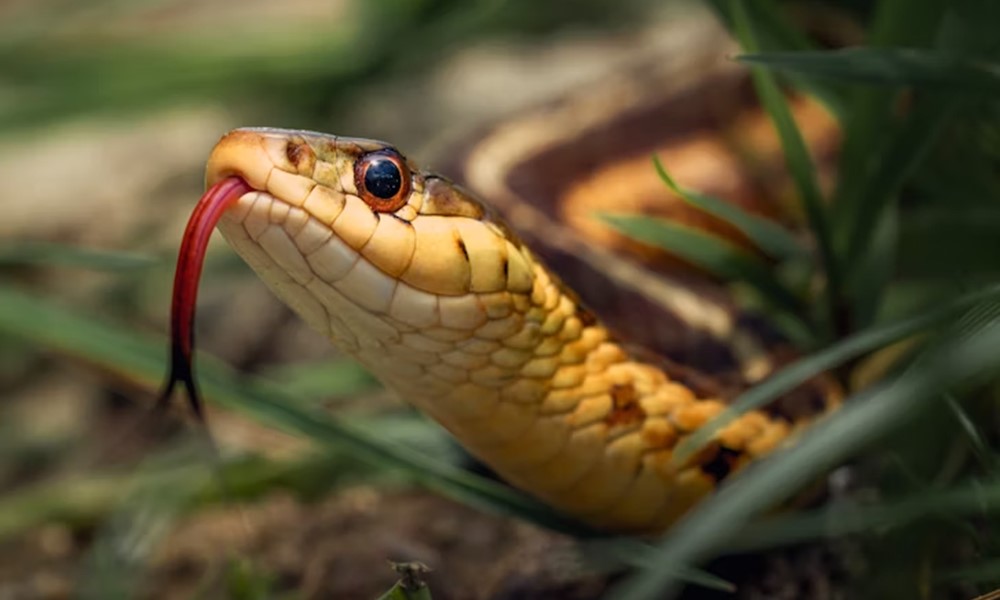 hogyan mutatnak erzelmet a hullok 1 hogyan mutatnak erzelmet a hullok 1