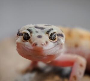 hogyan mutatnak erzelmet a hullok