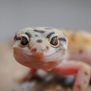 hogyan mutatnak erzelmet a hullok