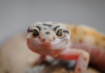 hogyan mutatnak erzelmet a hullok