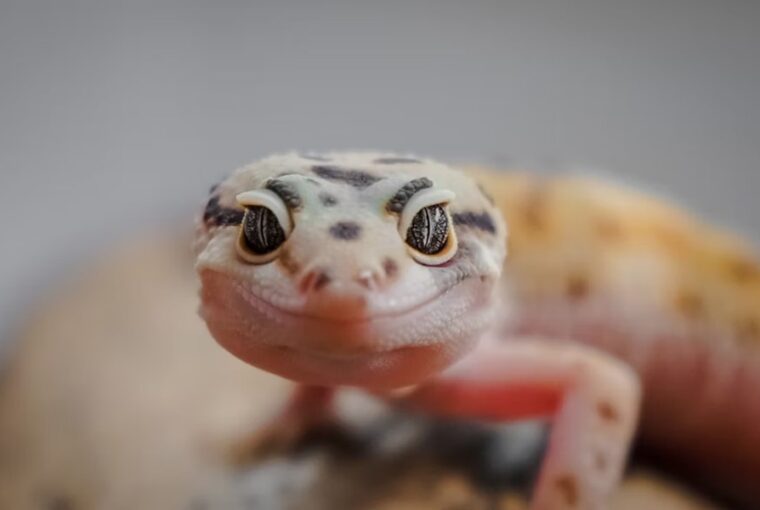 hogyan mutatnak erzelmet a hullok