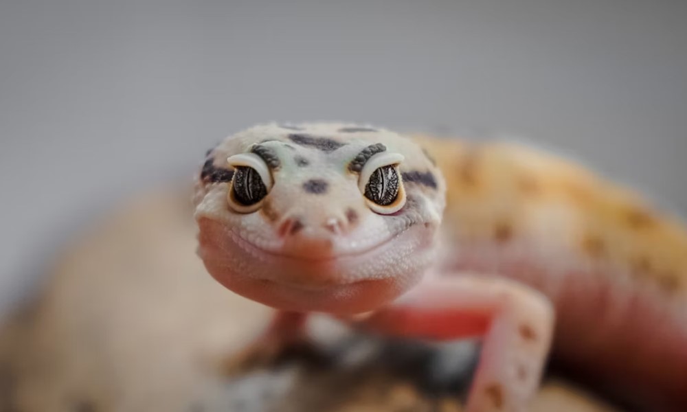 hogyan mutatnak erzelmet a hullok