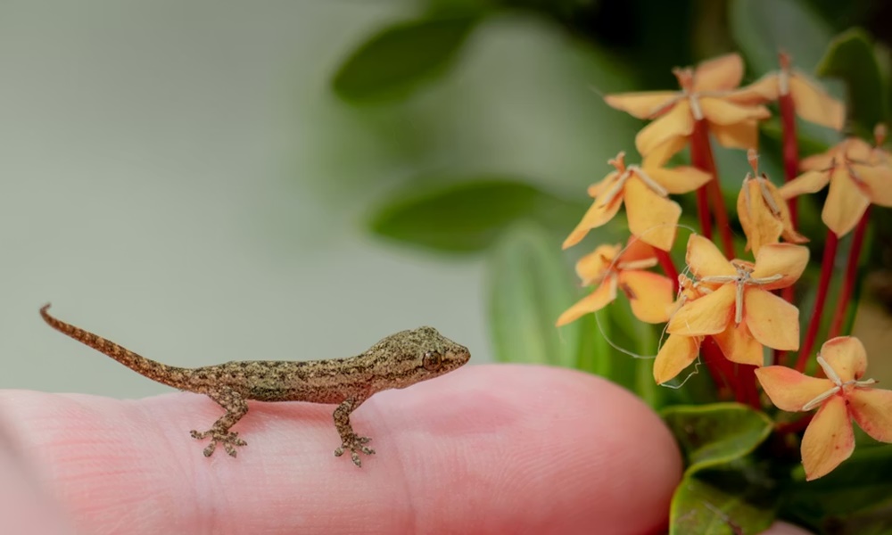 hullok pisikristalyai megmenthetik az emberiseget 1 hullok pisikristalyai megmenthetik az emberiseget 1
