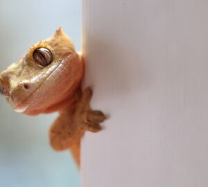 hullok pisikristalyai megmenthetik az emberiseget