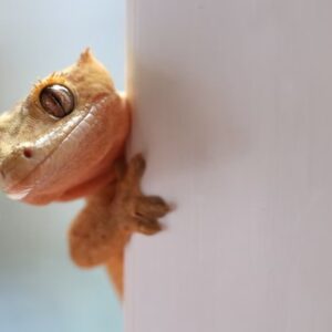 hullok pisikristalyai megmenthetik az emberiseget