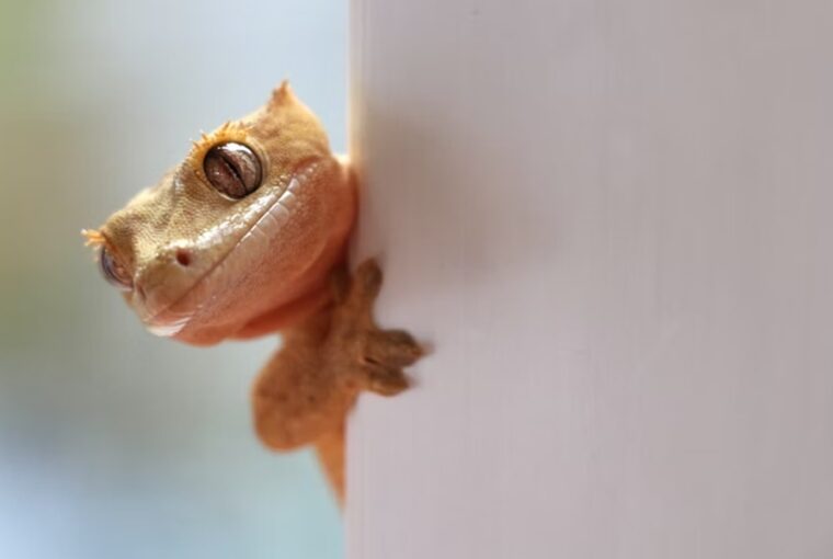 hullok pisikristalyai megmenthetik az emberiseget