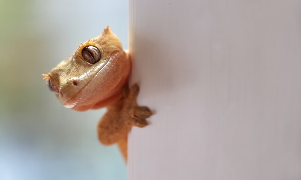 hullok pisikristalyai megmenthetik az emberiseget