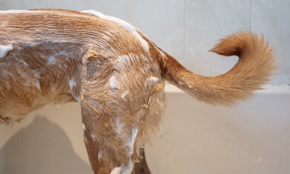 igy apold otthon a kedvencedet 1 igy apold otthon a kedvencedet 1