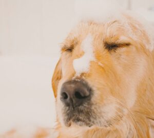 igy apold otthon a kedvencedet