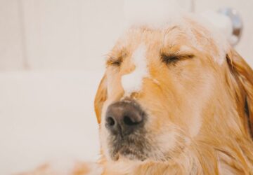 igy apold otthon a kedvencedet