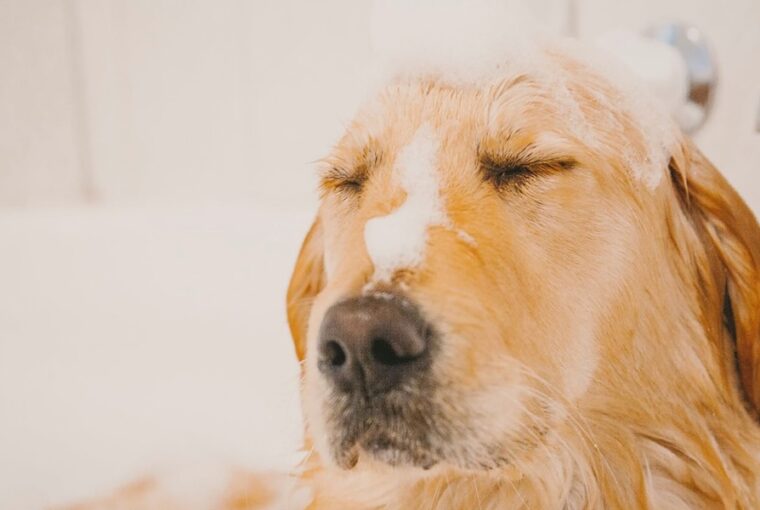 igy apold otthon a kedvencedet