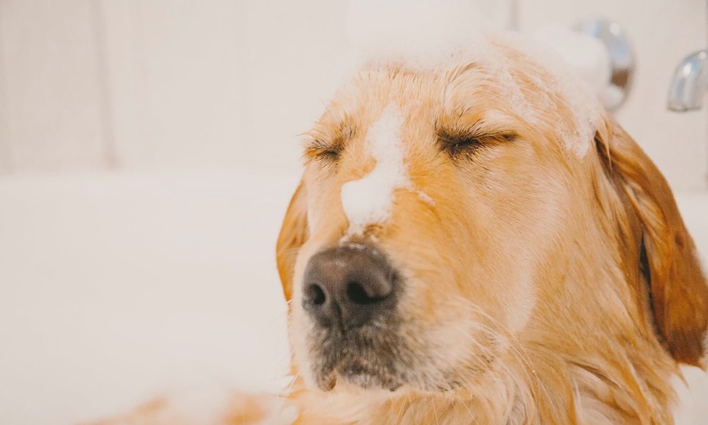 igy apold otthon a kedvencedet