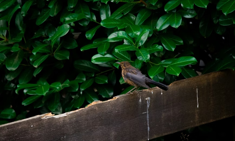 kloaka ami tenyleg mindent tud 1