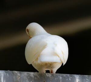 kloaka ami tenyleg mindent tud