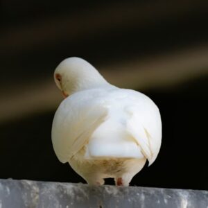 kloaka ami tenyleg mindent tud