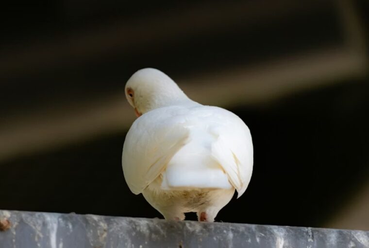 kloaka ami tenyleg mindent tud