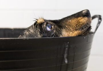 Így ápold otthon a kedvencedet