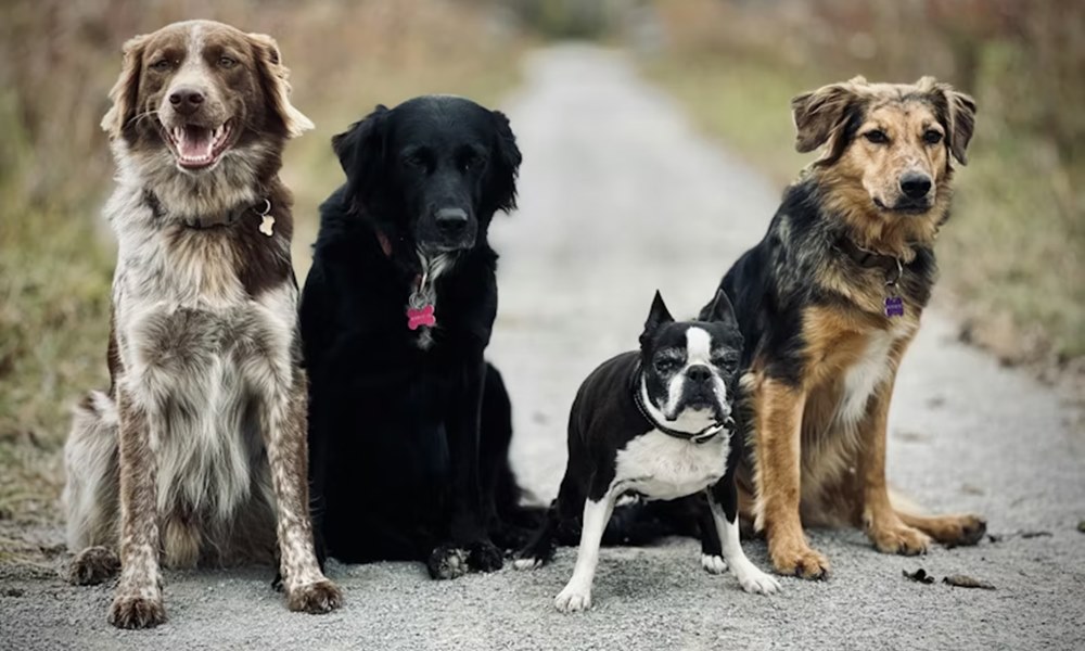 kutyadiverzitas meglepo humortol sem mentes tortenete 1 kutyadiverzitas meglepo humortol sem mentes tortenete 1