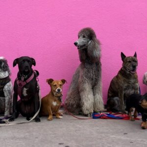 kutyadiverzitas meglepo humortol sem mentes tortenete