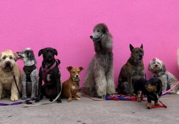 kutyadiverzitas meglepo humortol sem mentes tortenete