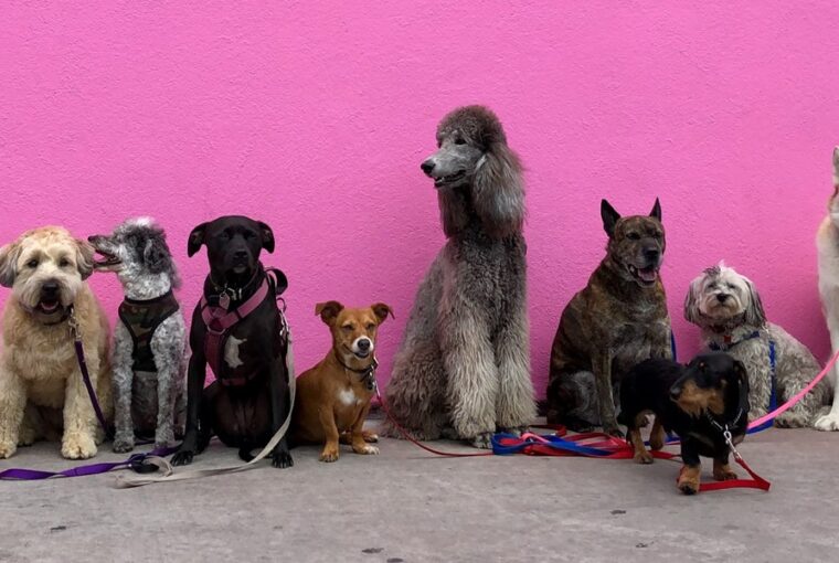 kutyadiverzitas meglepo humortol sem mentes tortenete