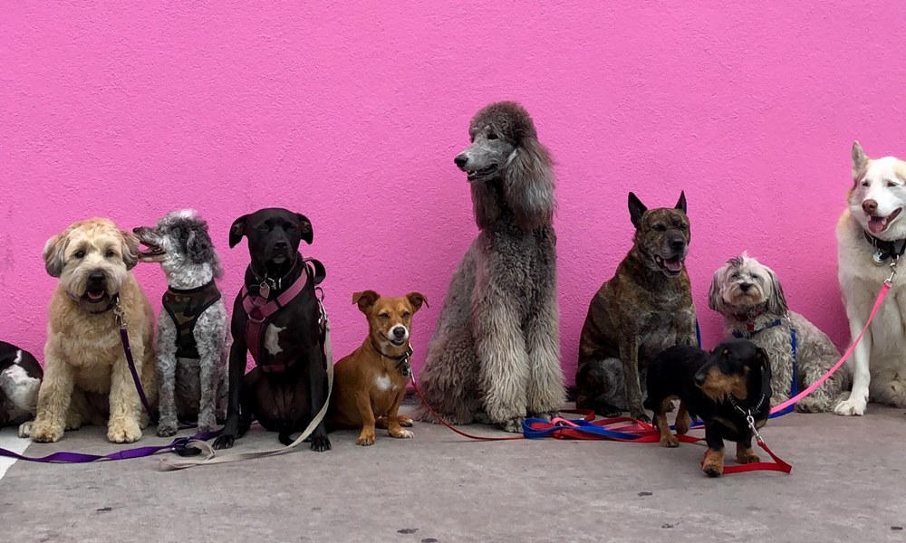 kutyadiverzitas meglepo humortol sem mentes tortenete