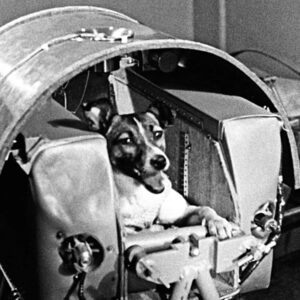 lajka az ur maganyos hose