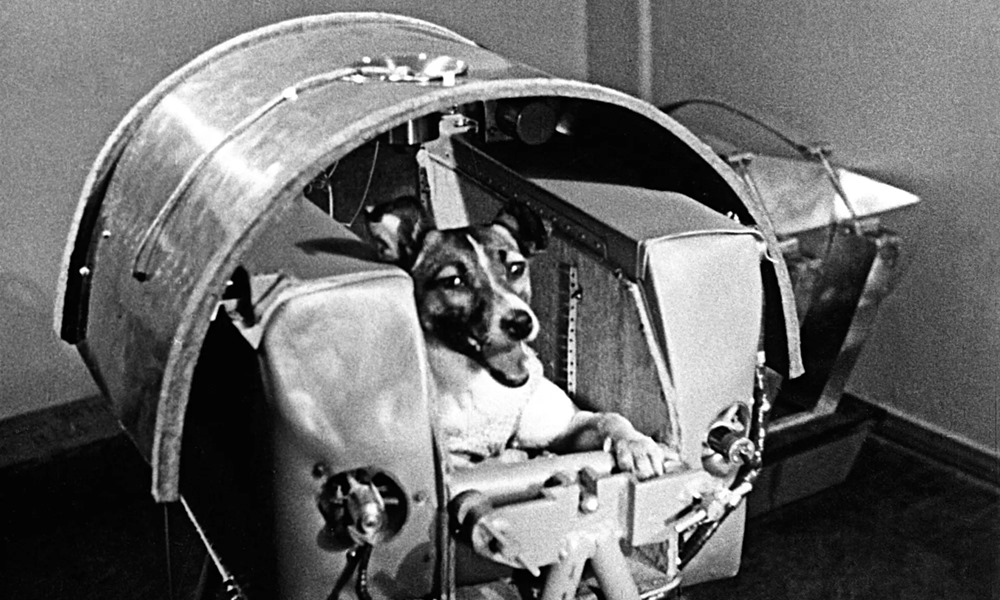 lajka az ur maganyos hose