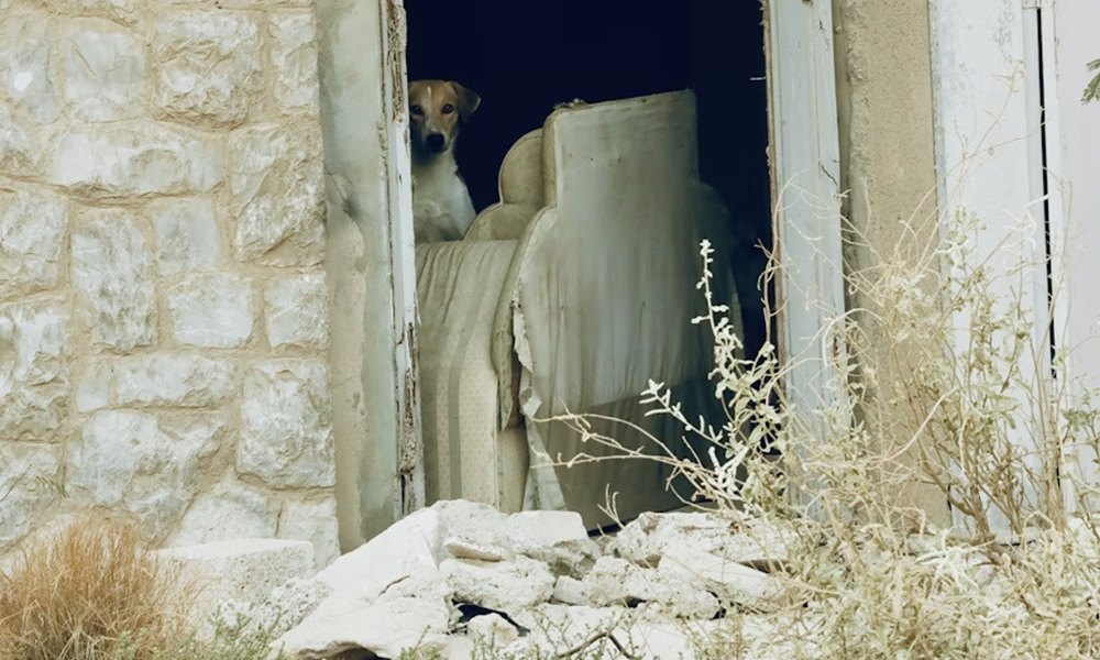 latjak a kutyak a szellemeket 1