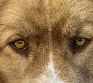 latjak a kutyak a szellemeket