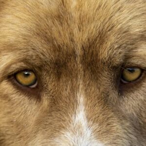 latjak a kutyak a szellemeket