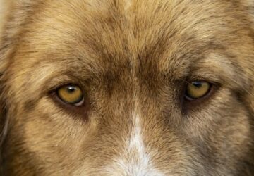 latjak a kutyak a szellemeket