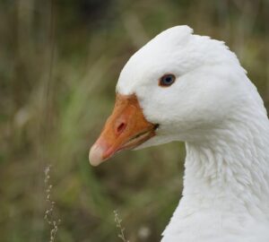 liba mint hobbiallat 1