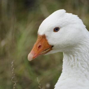 liba mint hobbiallat 1