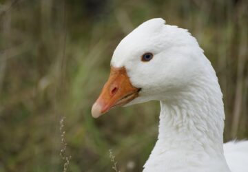 liba mint hobbiallat 1