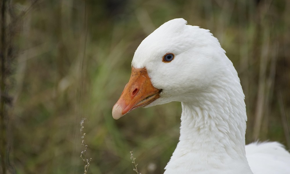 liba mint hobbiallat 1