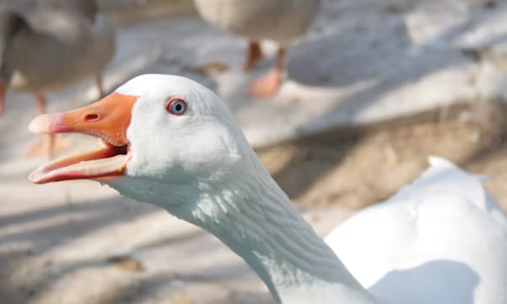 liba mint hobbiallat 4 liba mint hobbiallat 4