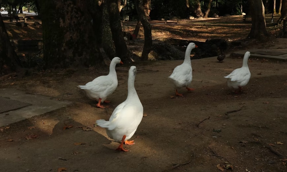 liba mint hobbiallat 5 liba mint hobbiallat 5