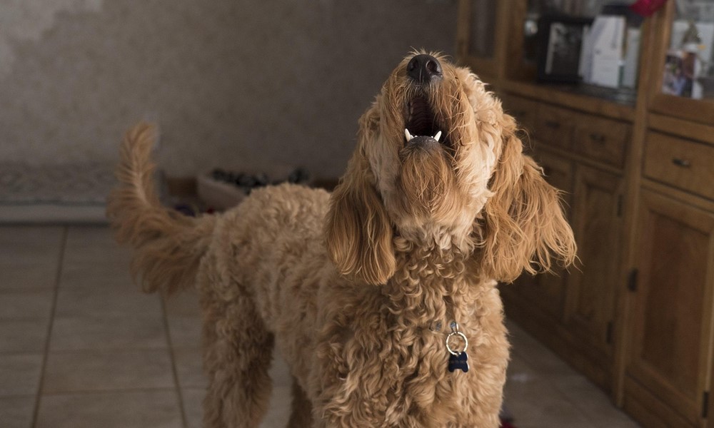 majdnem megfejtettek az allatok titkos nyelvet 1