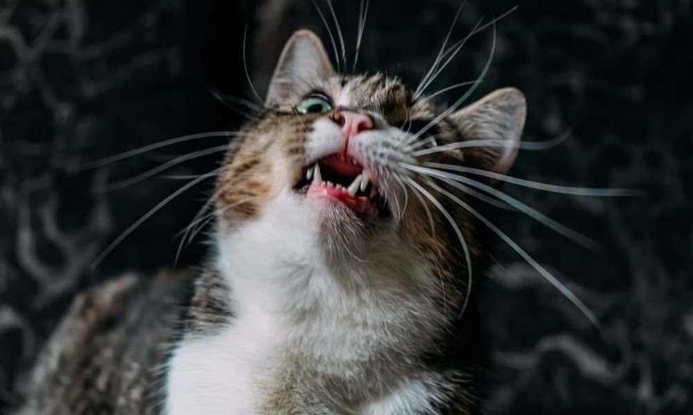 miert beszel vissza a macskad 1