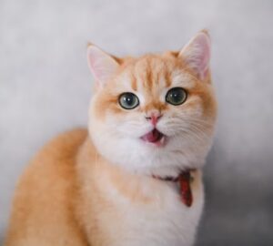 miert beszel vissza a macskad