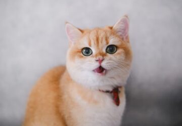 miert beszel vissza a macskad