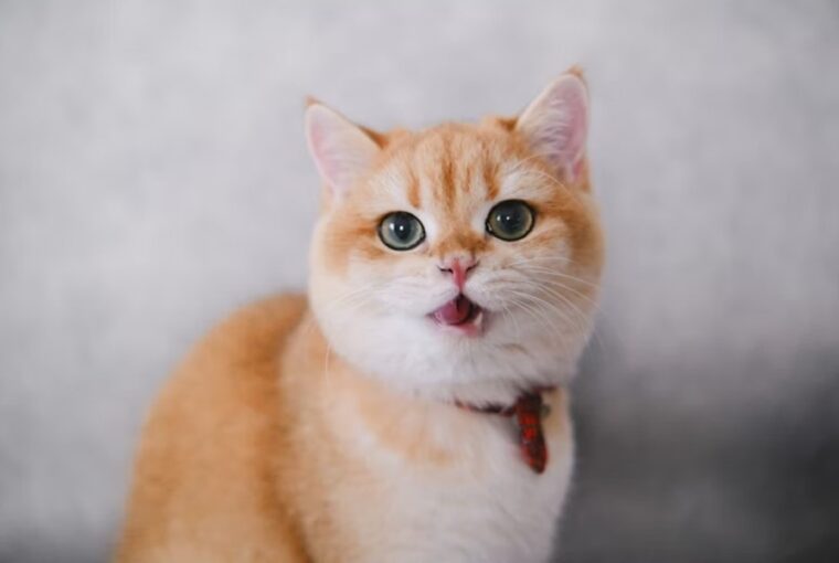 miert beszel vissza a macskad