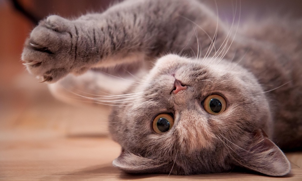 miert jo beleszagolni a macskad bundajaba 1 miert jo beleszagolni a macskad bundajaba 1