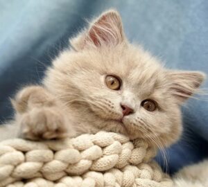 miert jo beleszagolni a macskad bundajaba